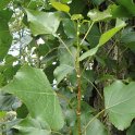 Populus nigra feuille